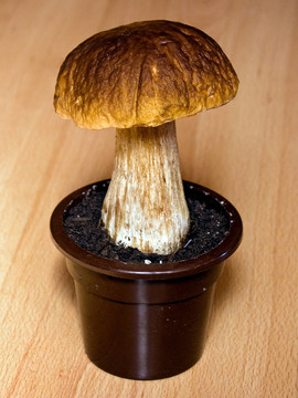 牛肝菌