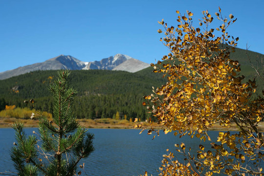 Lily Lake；兩棵樹