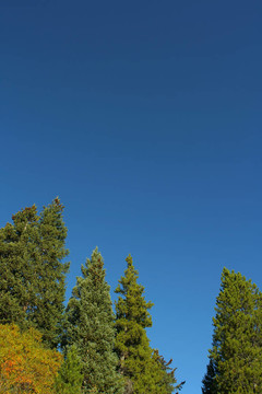 常青樹和藍色的天空