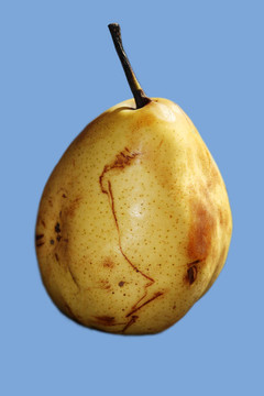 黃梨