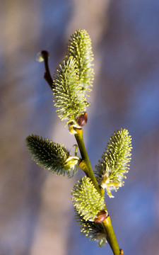 開(kāi)花枝