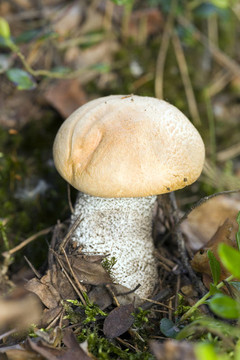 橙蓋牛肝菌