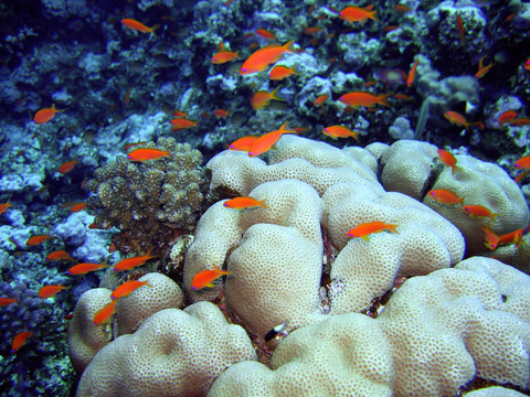 scalefin anthias