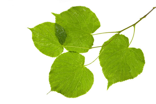 濕葉結(jié)構(gòu)