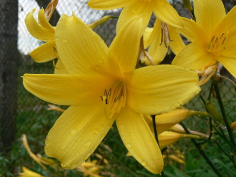 黃色的花