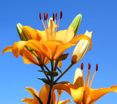 天空中的百合花