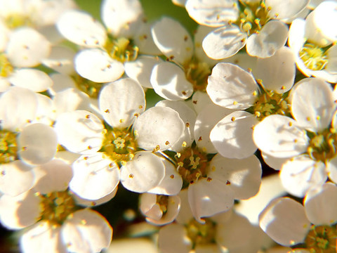 白色的小花朵