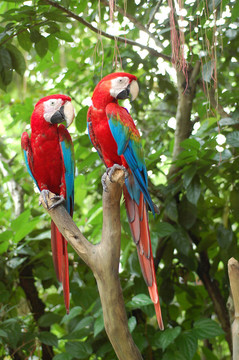 紅parrot2