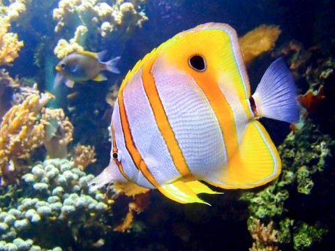 小丑魚