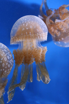 水母
