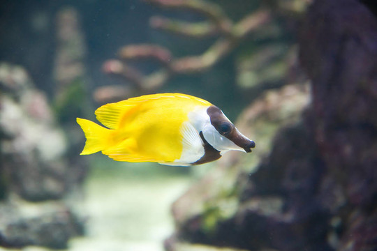 熱帶魚(yú)