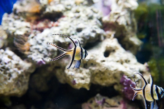 熱帶魚