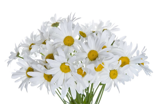 雛菊花束
