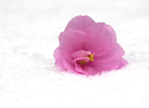 紫色的雪