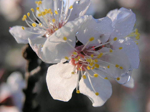 aprikot開花滴