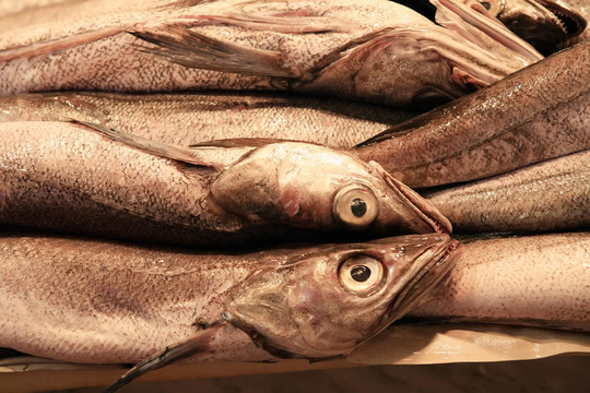 新鮮鱈魚