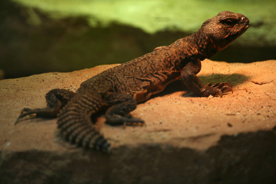 刺尾agamid