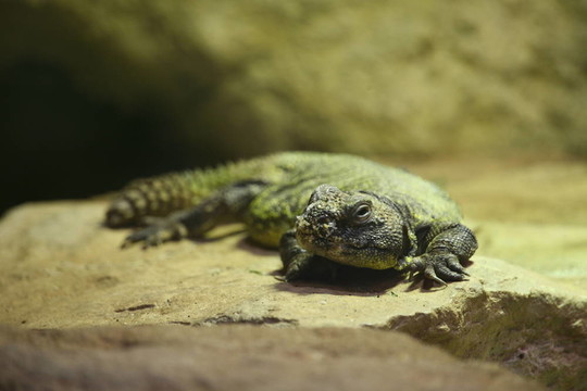 刺尾agamid