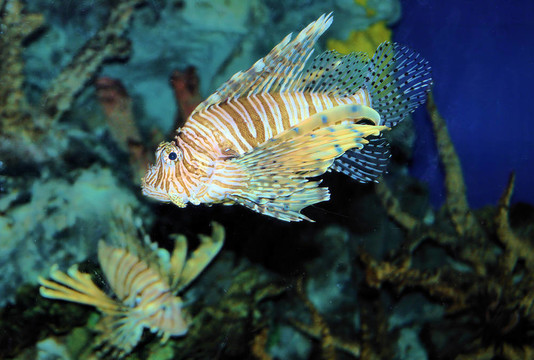龍魚(yú)
