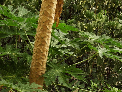 熱帶植被
