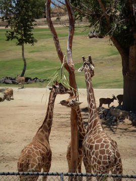 Giraffe的家人。