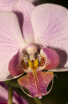 蘭花
