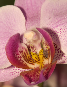 蘭花