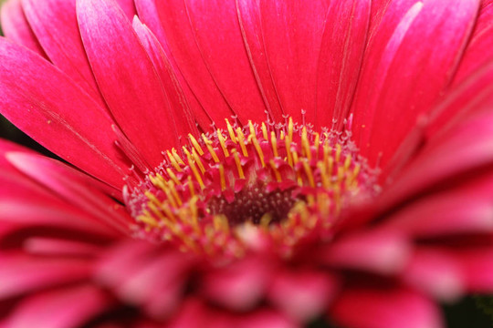 非洲菊