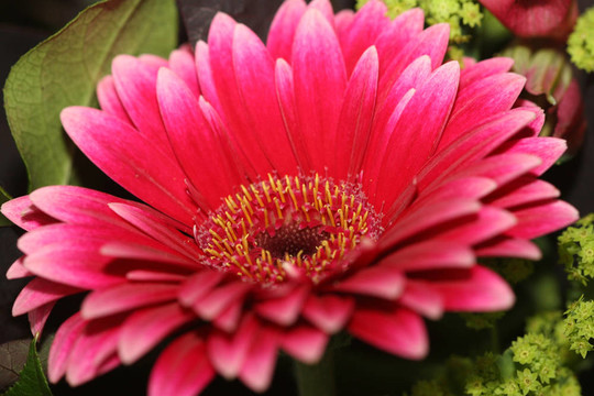 非洲菊