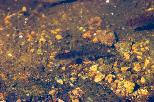 鱸魚