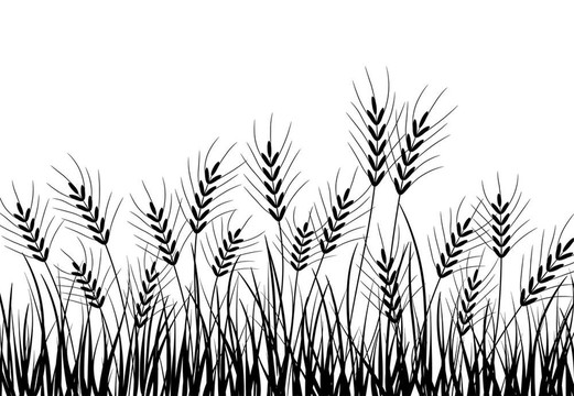 草穗；載體
