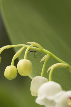 蜘蛛lilly-of-t