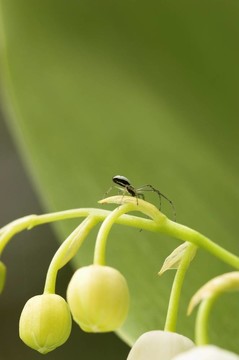 蜘蛛把絲