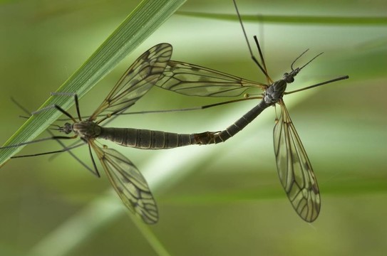 交配craneflies