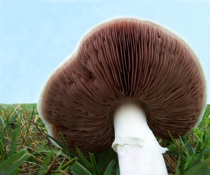 草地上的蘑菇