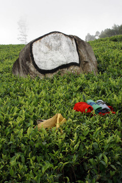 Boulder和茶布什