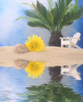 Beach的花和貝殼