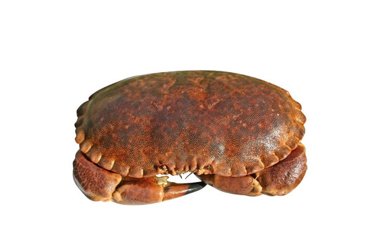 白色蟹