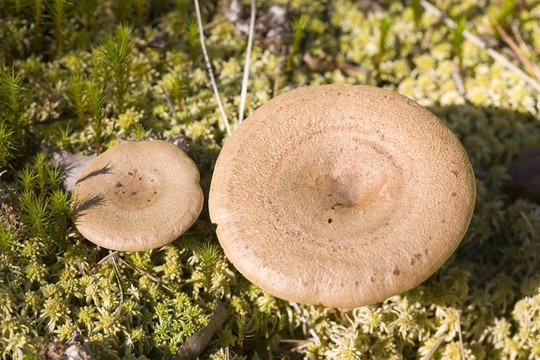 Lactarius rufus界