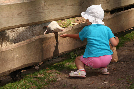 飼養(yǎng)動物