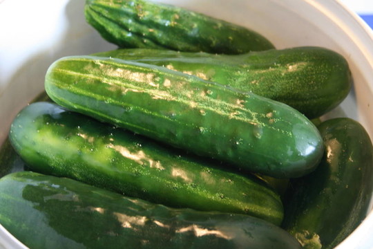 黃瓜