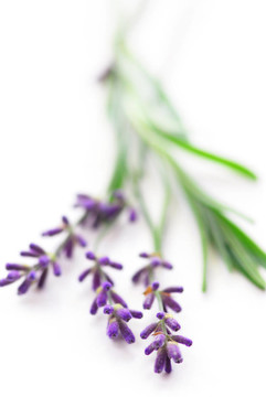 薰衣草