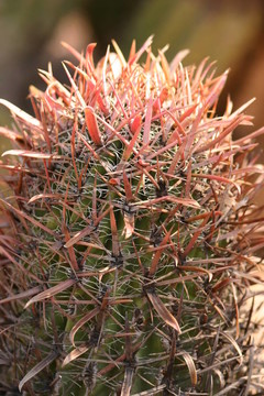 Prickly Grandiflora