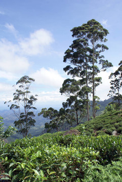 茶布什和樹木