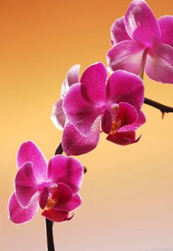 蘭花