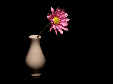 Pink Daisy在一個(gè)小花瓶里