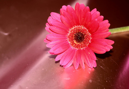 送一束鮮花