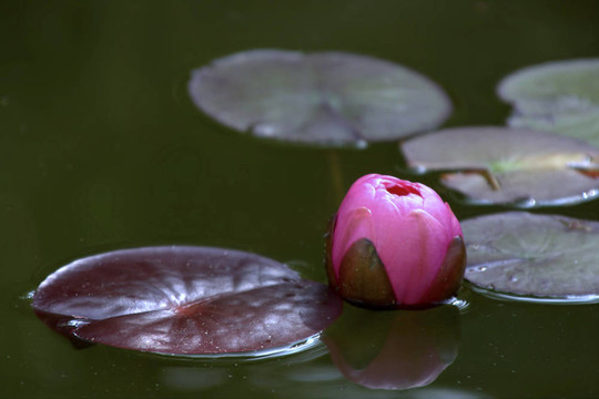 Waterlily（Nymphaea）