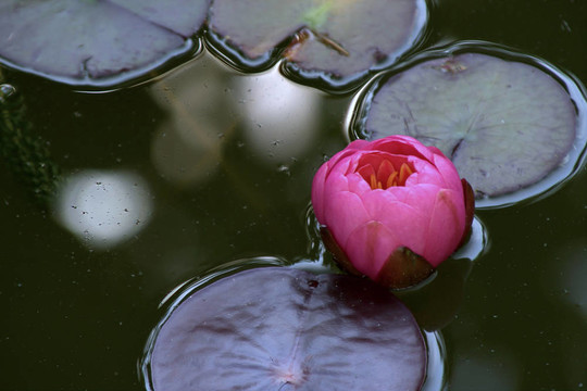 Waterlily（Nymphaea）