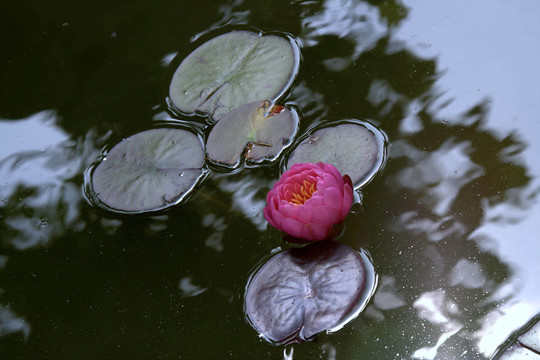 Waterlily（Nymphaea）